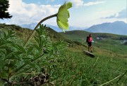 90 Pulsatilla alpina sulfurea fiorita in tarda estate !